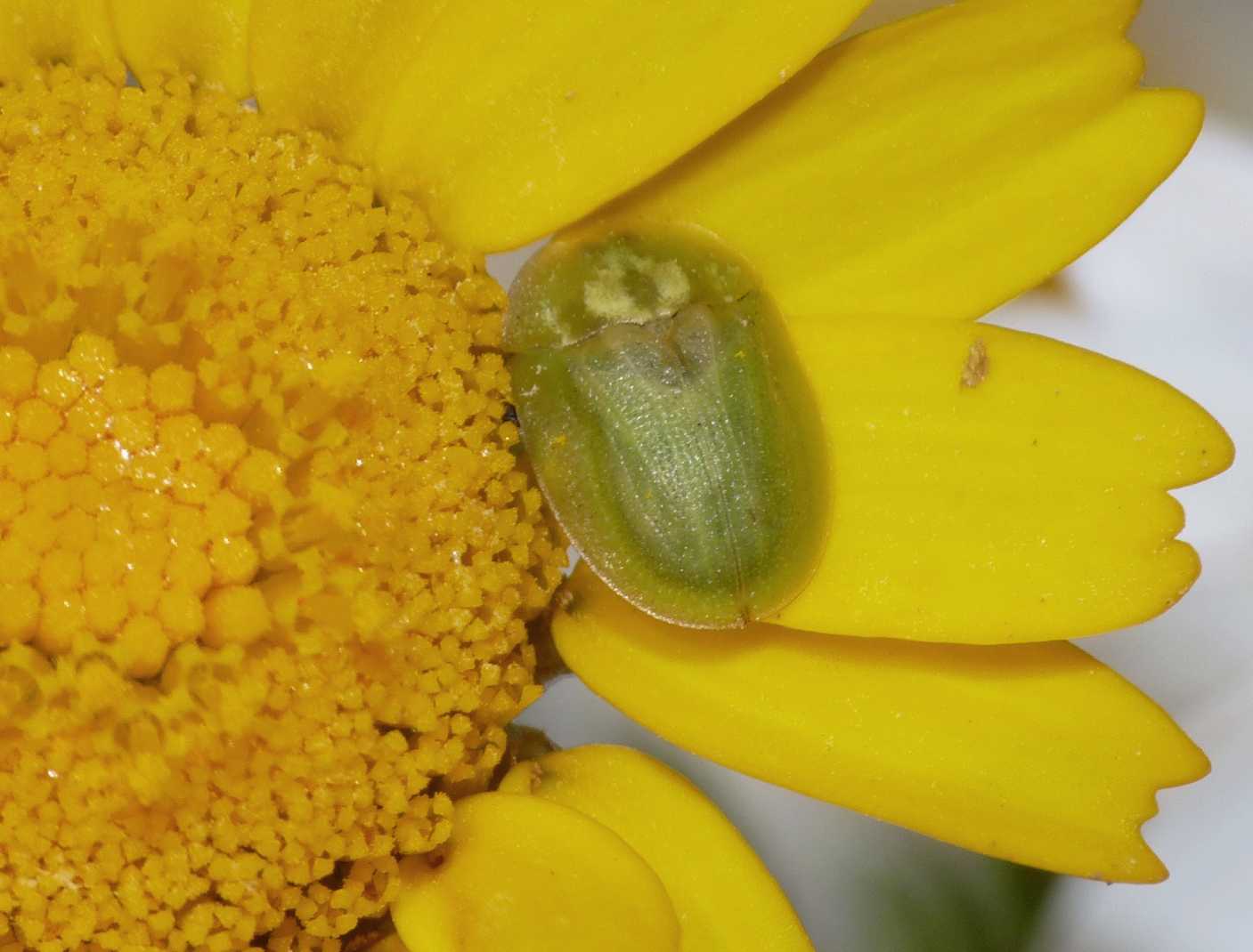 Cassida dei fiori